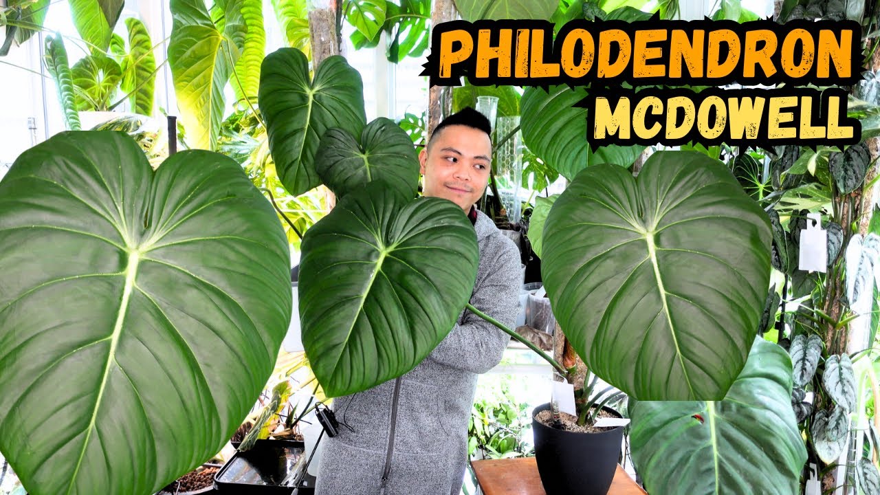 🌱 How I Grew My Philodendron Mcdowell 😮 My Experience