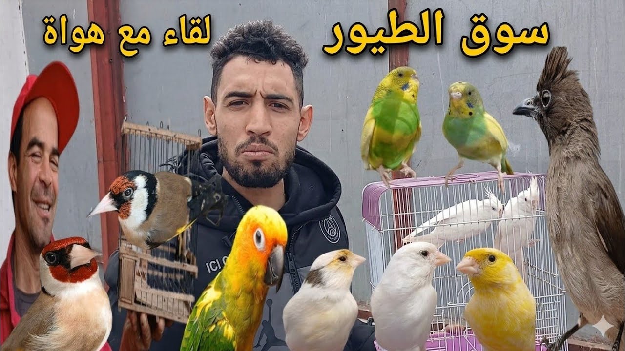 سوق الطيور 🔥 الدار البيضاء 🦜 عشاق طيور اجي نتولعو اثمنة أنواع 🐦 فرجة ممتعة