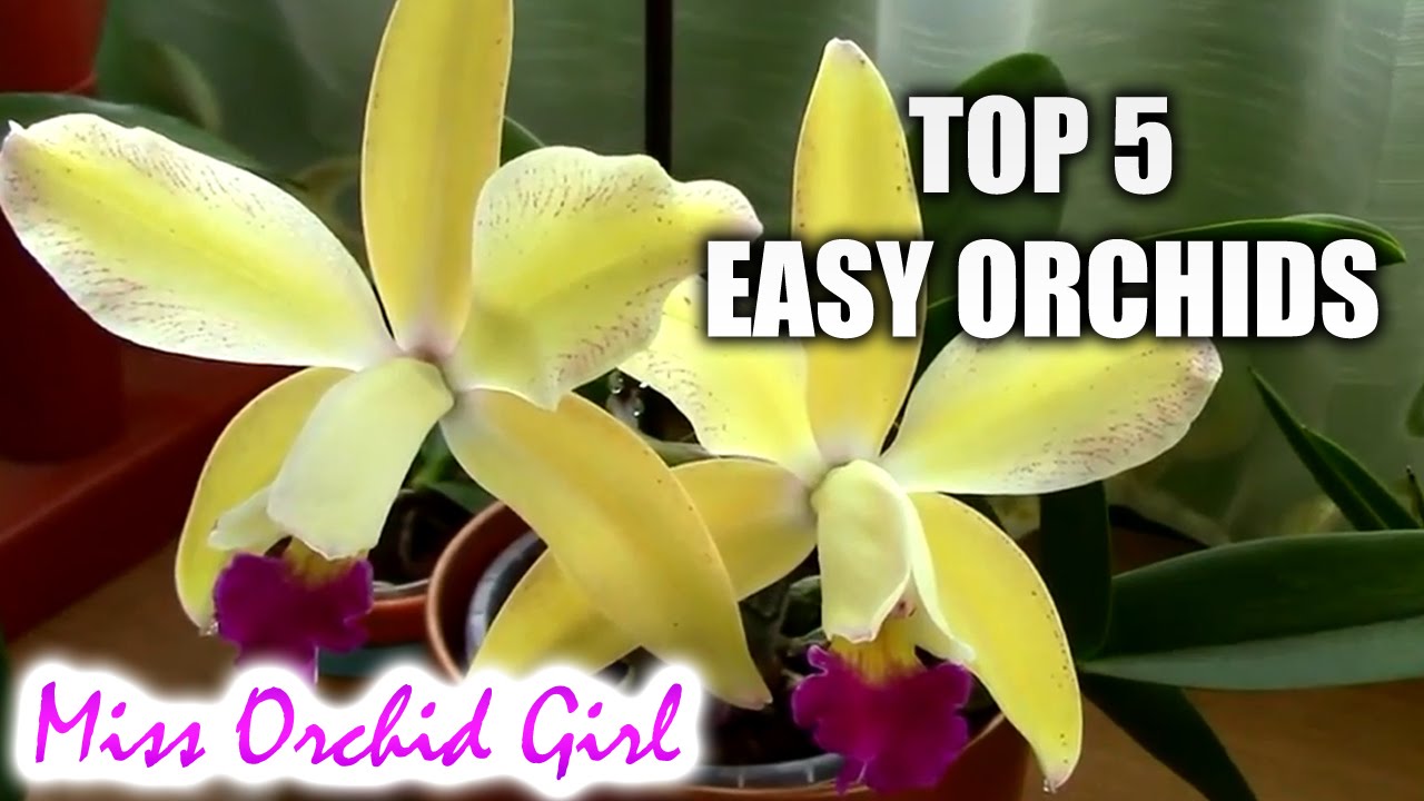 Top 5 orchids for beginners