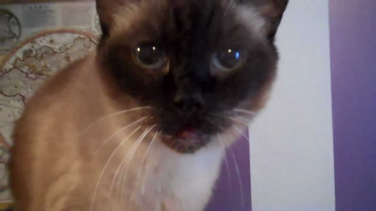 Loud Siamese Cat - Part 7 - Sienna Is Loud & Beautiful