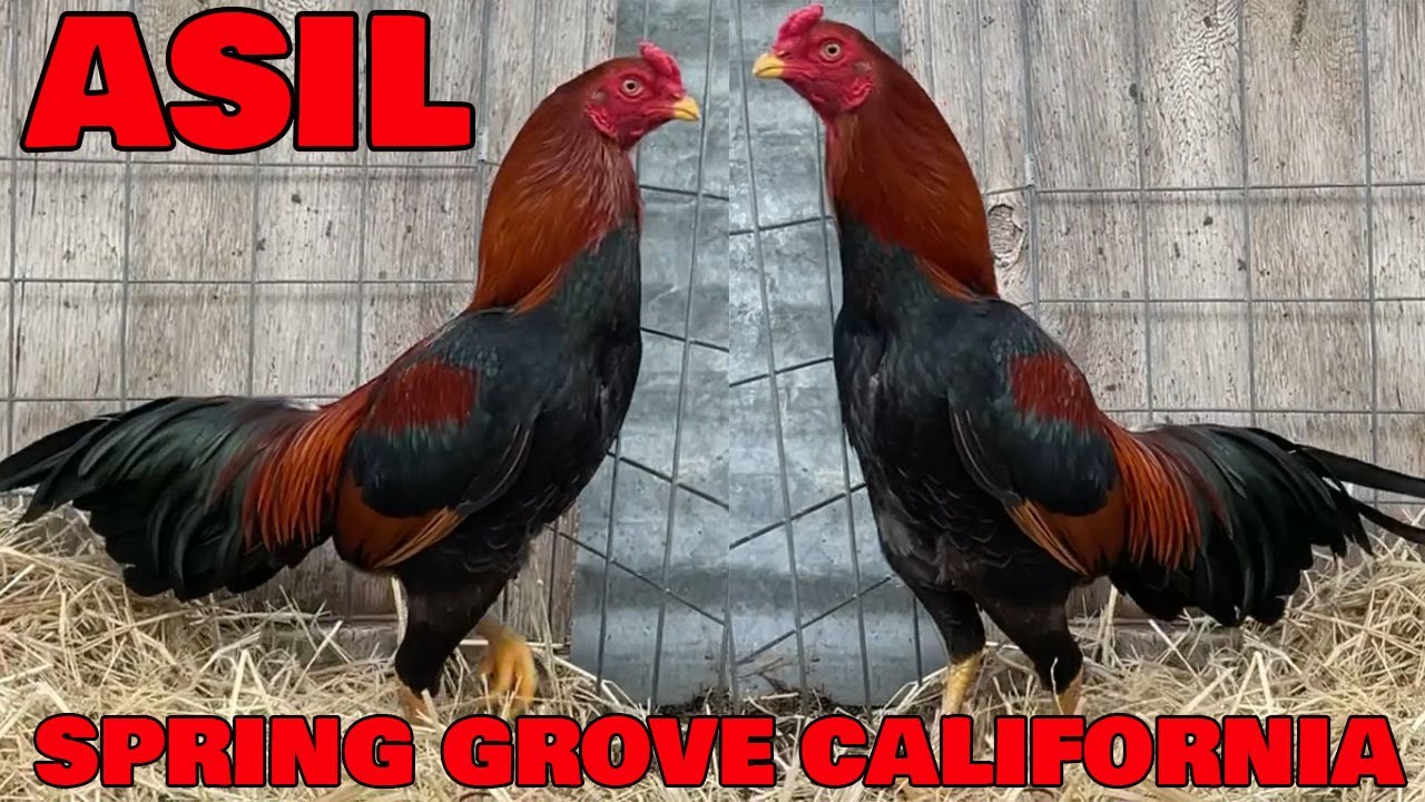 Beautiful Birds Asil Asiles Aseel - Roberto Ramirez - Spring Grove Farm