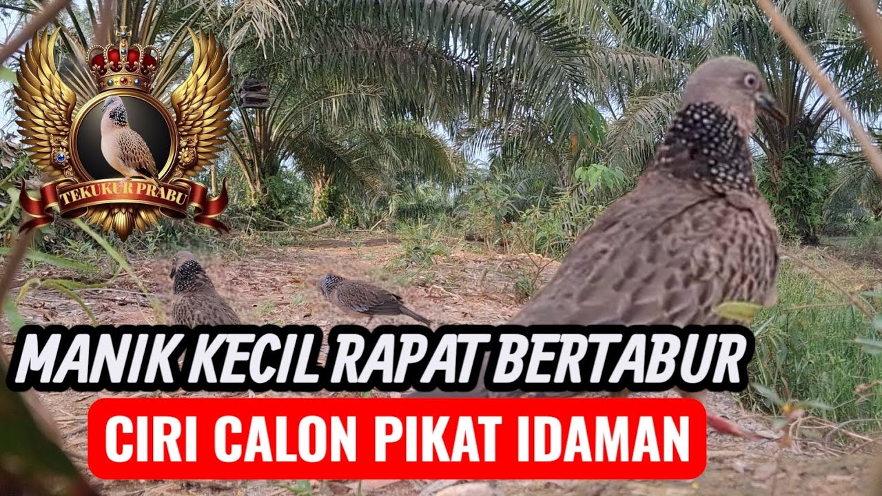 TARGET TEKUKUR SUARA SEDANG RAPAT NGUKU. 