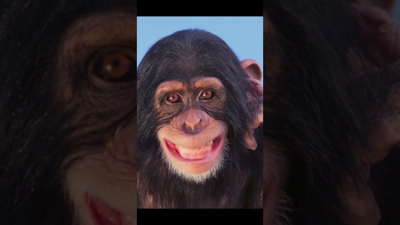 Monkey Pictures 🤣🤣🤣 