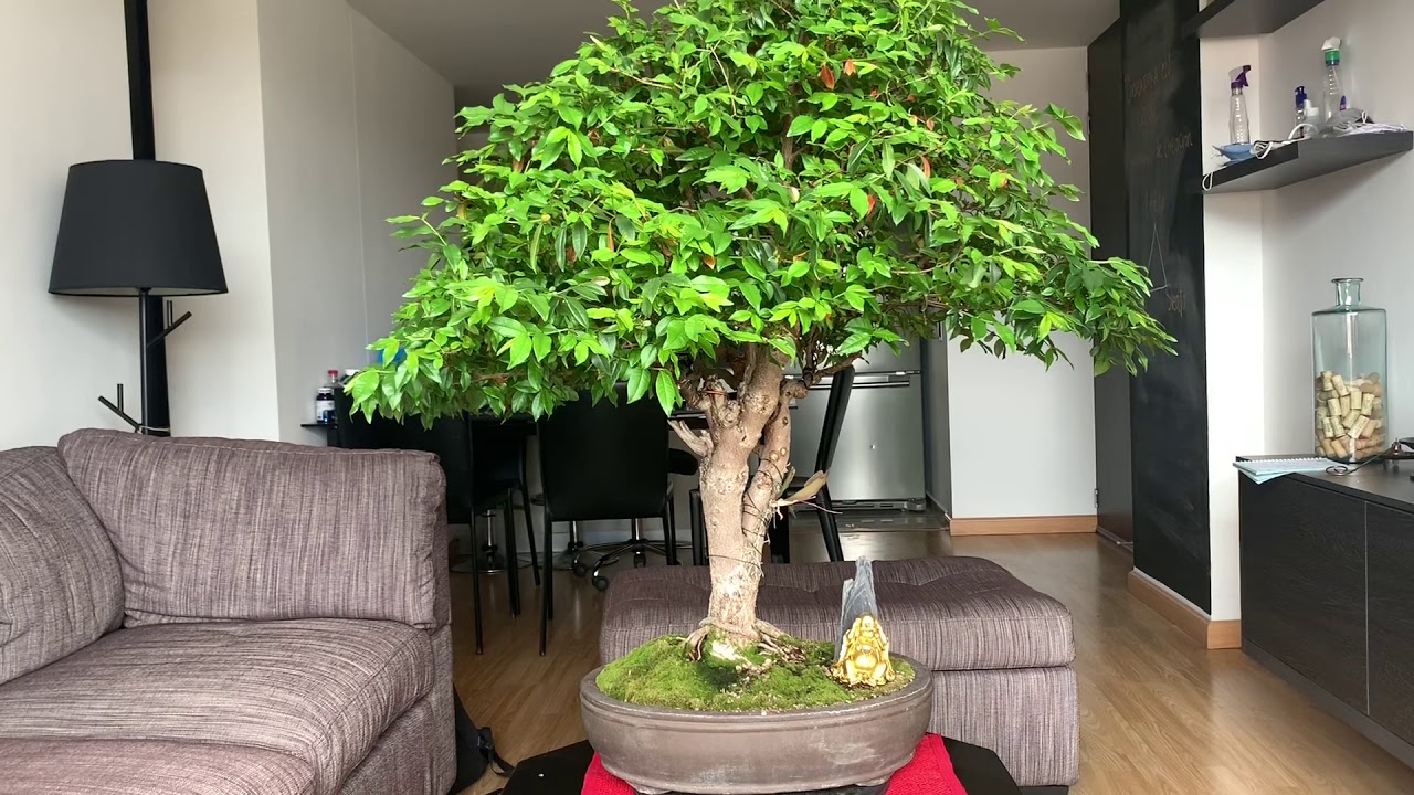 Bonsai: Seguimiento Plaga Cochinilla Lapa Guayacán de Manizales / Scale Pest WAS Killing my Bonsai