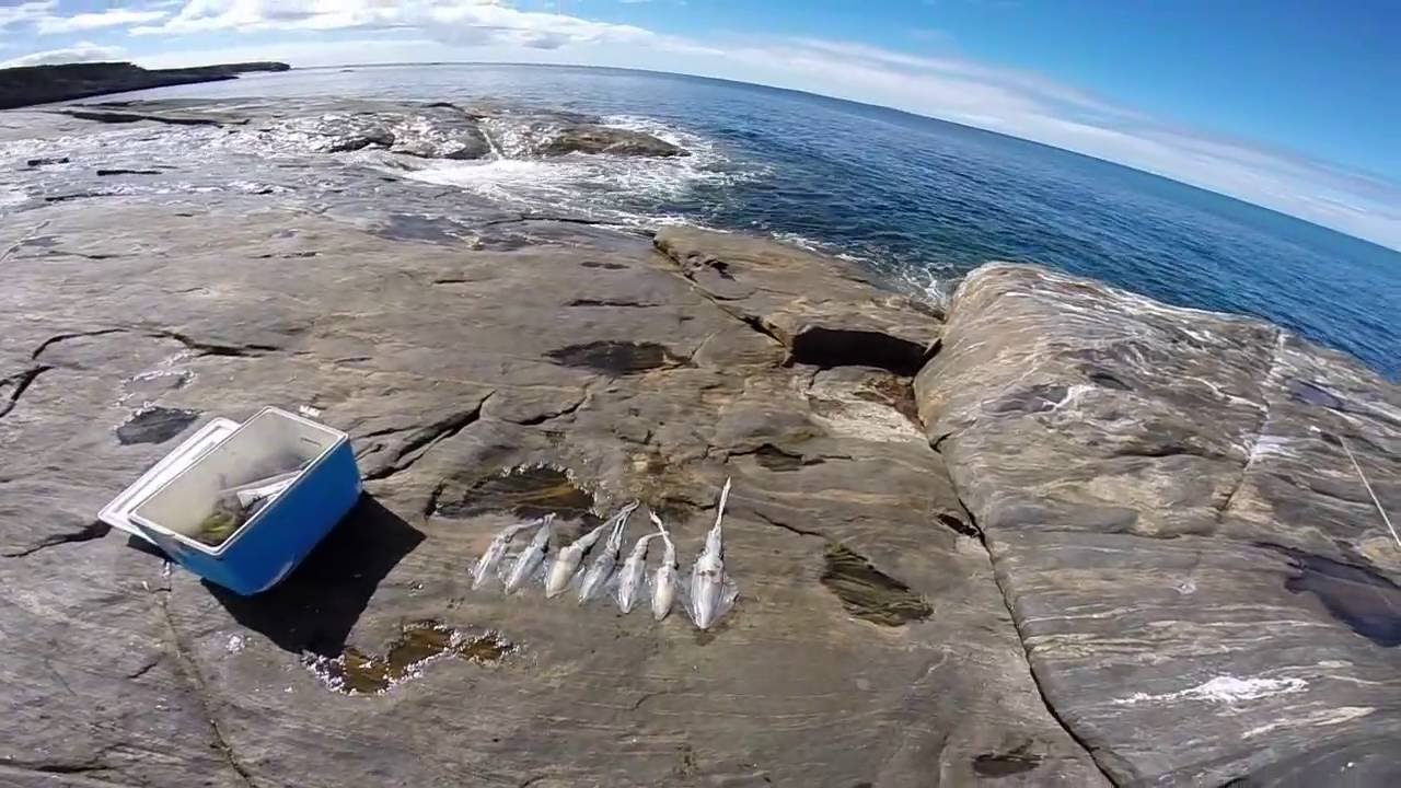 How To Catch Squid