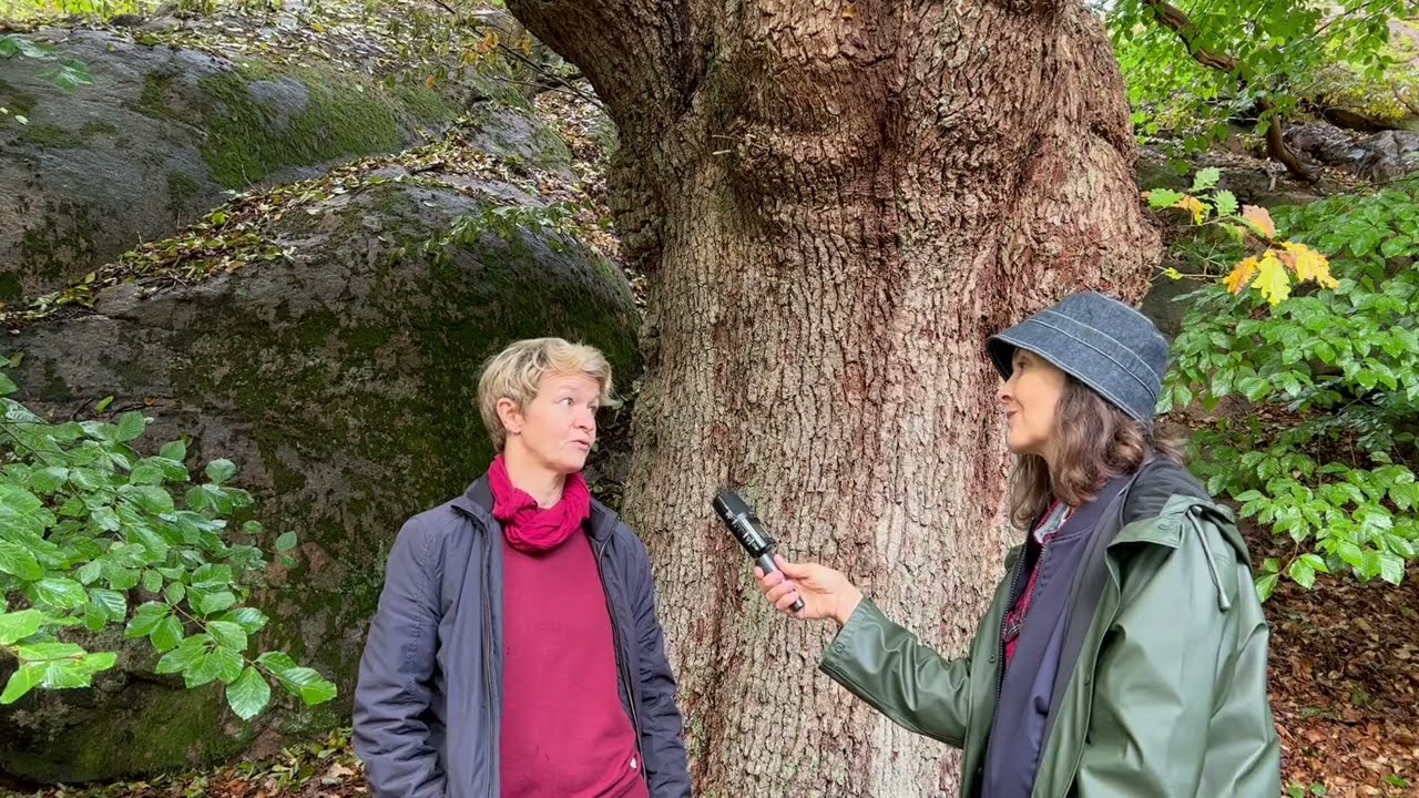 Slottsskogen