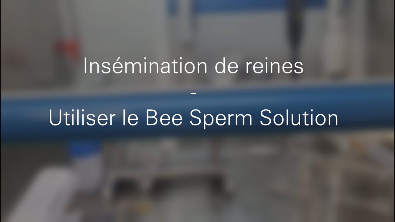 Bee Sperm Solution - Insémination reines d'abeilles - Apinov