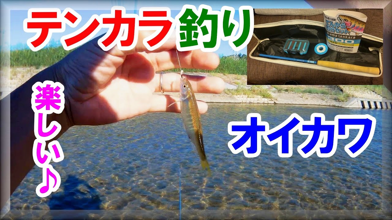 【9月・テンカラ　オイカワ】ヤバい！毛鉤でオイカワ釣れるんだなぁ・・・トップで食わすテンカラ釣りは楽しすぎます！フライフィッシング・大和川支流石川