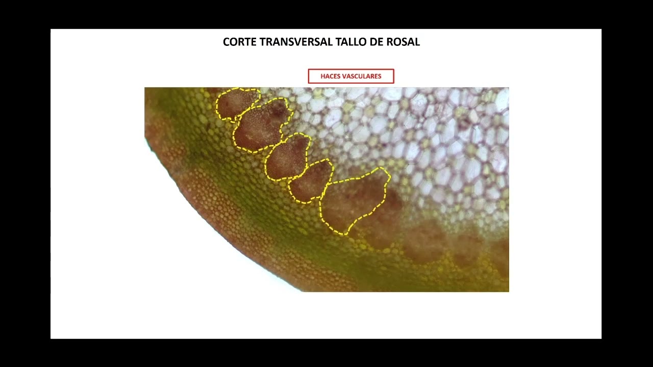 FORMACIÓN DEL CAMBIUM VASCULAR