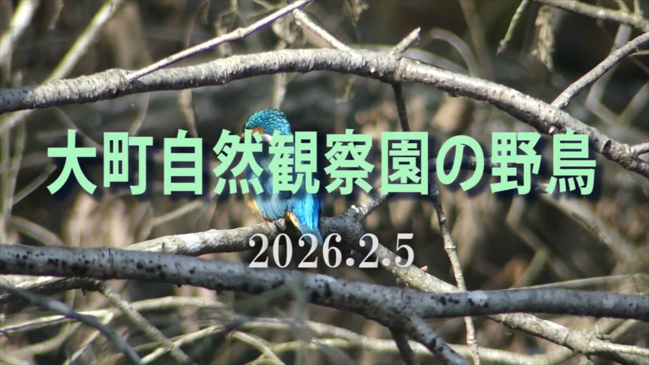 大町自然観察園の野鳥