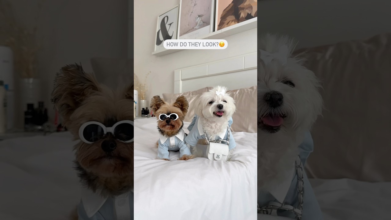 Cute dog outfits 🩵 #shorts #dogclothes #dogfashion #cutedogs #yorkie