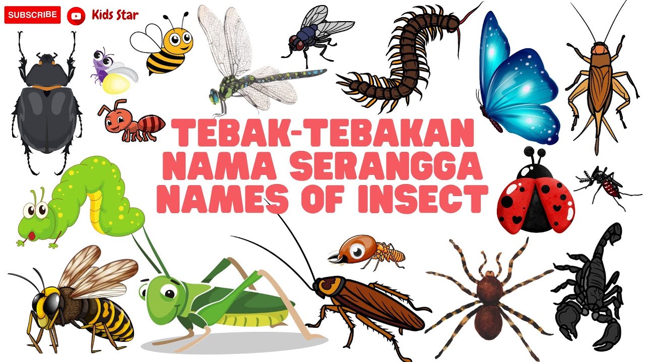BELAJAR NAMA HEWAN SERANGGA BAHASA INDONESIA - INGGRIS | NAMES OF INSECT LEARN ANIMALS NAMA BINATANG