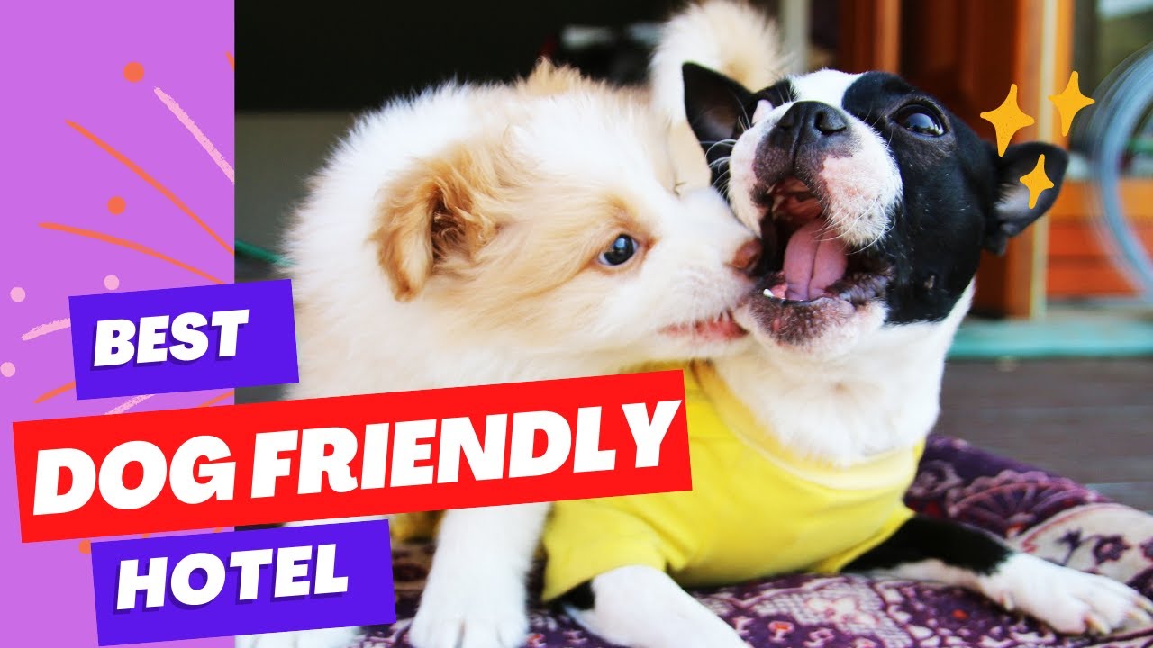 The Best Dog Friendly Hotel in Whitby - The Stables?