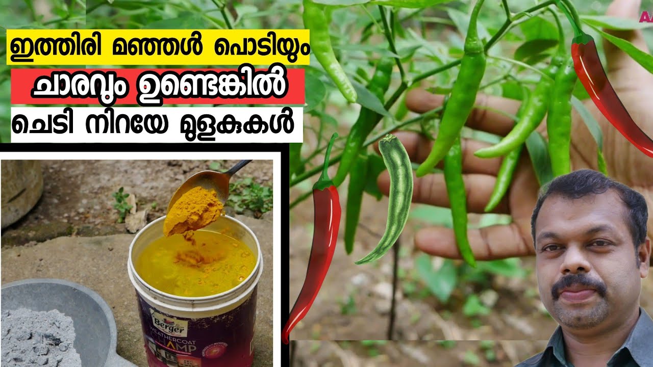 ഇത്തിരി മഞ്ഞൾ പൊടിയും ചാരവും ഉണ്ടെങ്കിൽ പച്ചമുളക് ചെടിയിൽ നിറയെ മുളകുകൾ | Pacha  Mulaku Krishi Tips