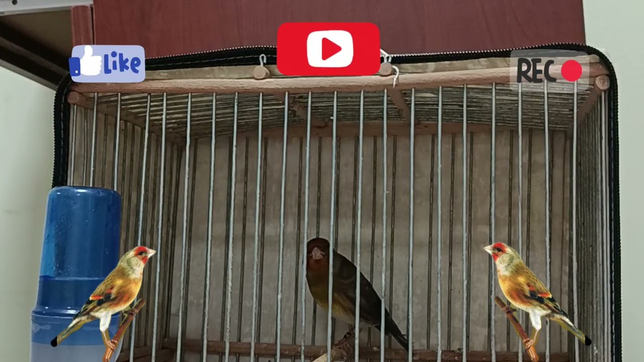 ميسو 🐦‍🔥ويداني🔥 اللهم بارك 🐦‍🔥❤️