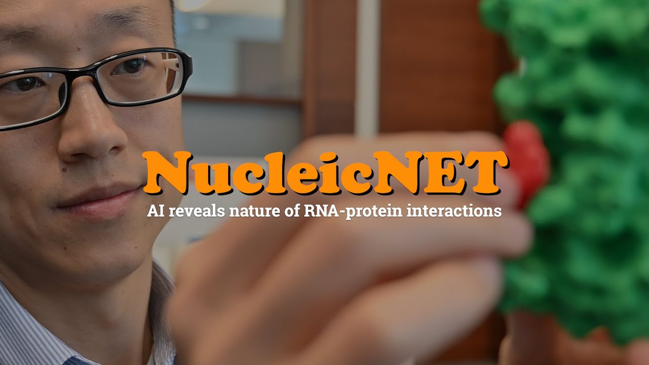 NucleicNET. AI reveals nature of RNA-protein interactions. Prof. Xin Gao.