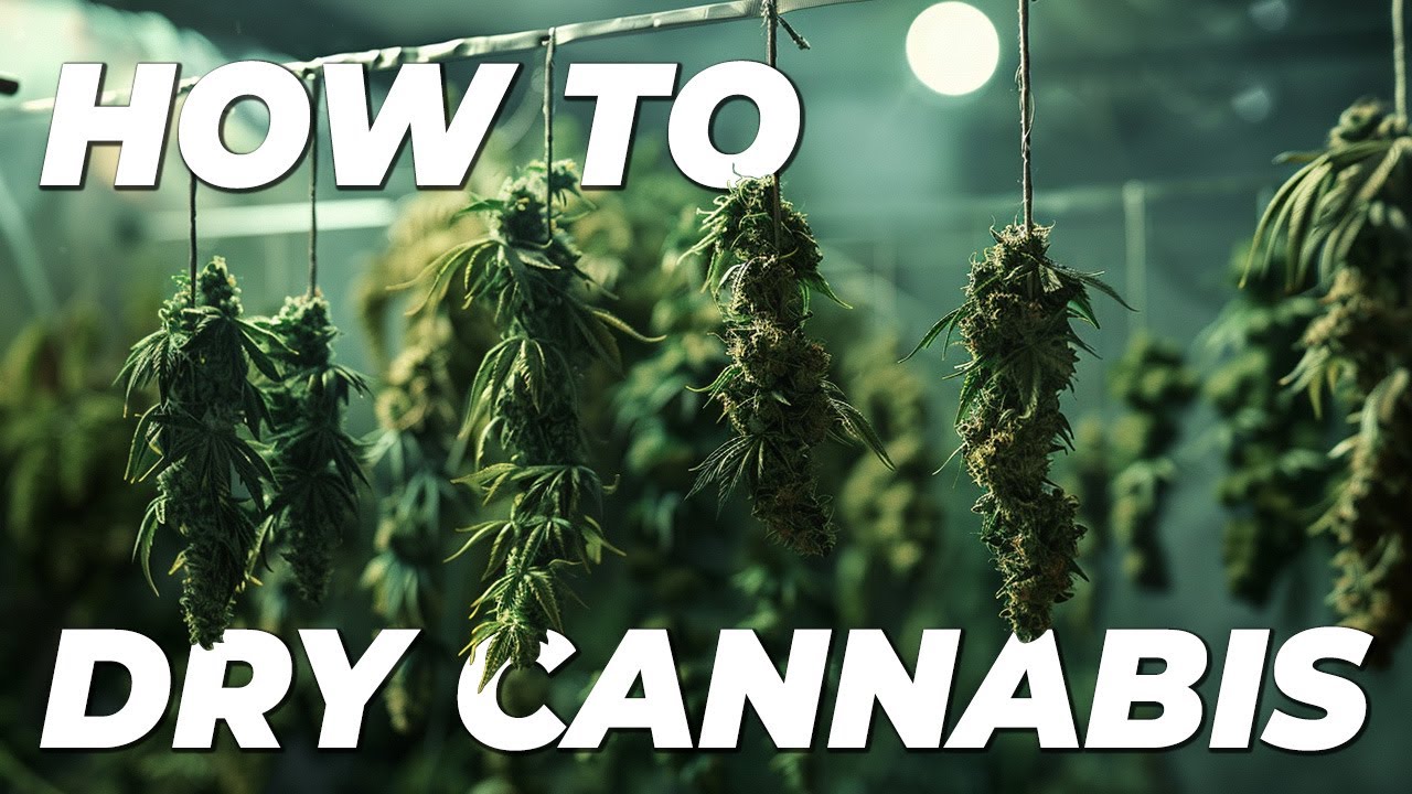 How to Dry Cannabis - The Best Way to Dry Autoflowering Marijuana