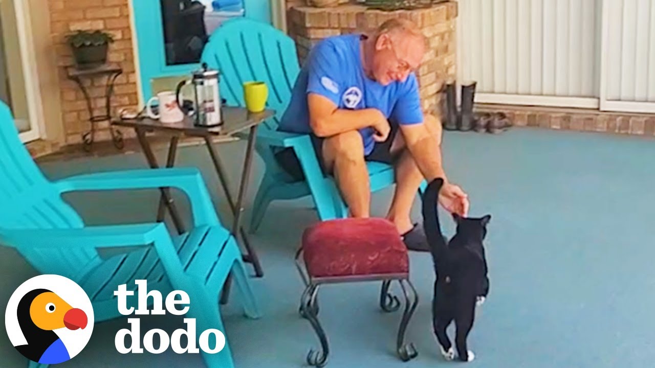 Cat Walks Over To Neighbor's House For Nightly Sleepovers | The Dodo