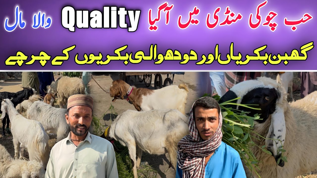 Hub Chowki Mandi 2026 🐐🔥 | Quality Wala Maal Arrived | Ghaban & Milking Goats Review 💰
