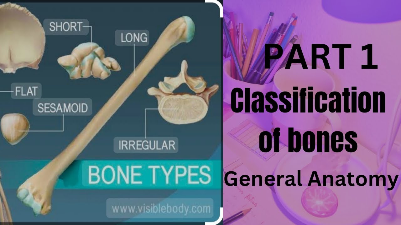 Classification of bones Part 1 General Anatomy #anatomy #generalanatomy #bones