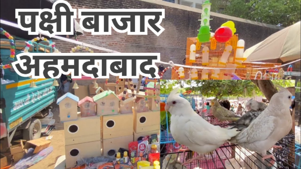 Sunday bird market Ahmedabad India | Raviwaribazar bird market Ahmedabad | Buddies,love birds,Kannur