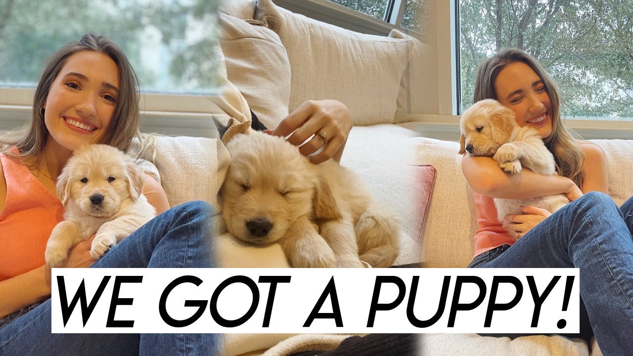 Bringing Home Our Golden Retriever Puppy! We Got a Puppy!