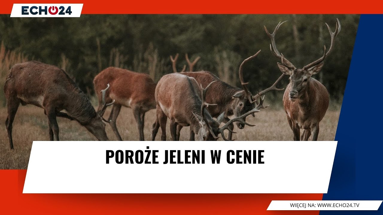 Poroże jeleni w cenie