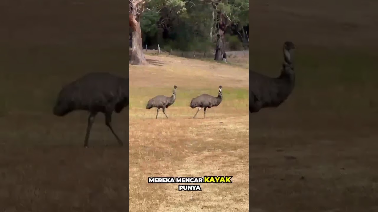 The great emu war 🔥 