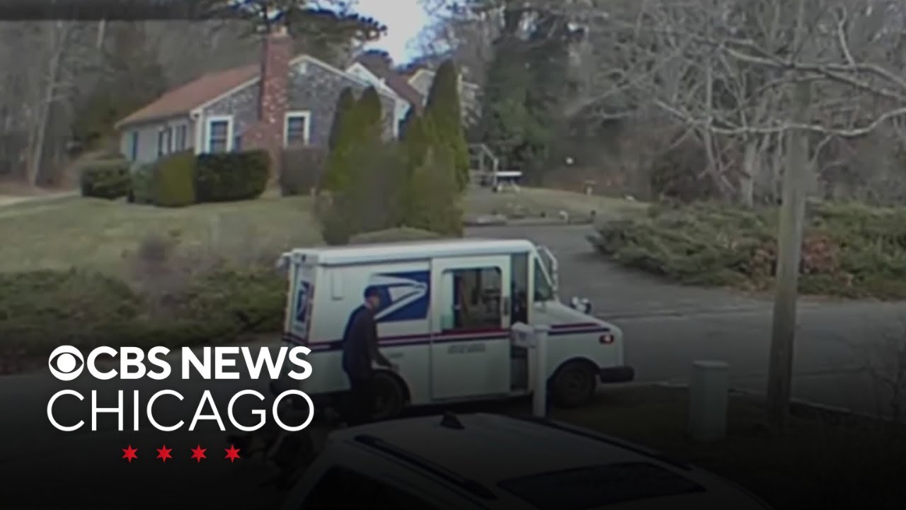 Massachusetts mail carrier chased by 3 wild turkeys