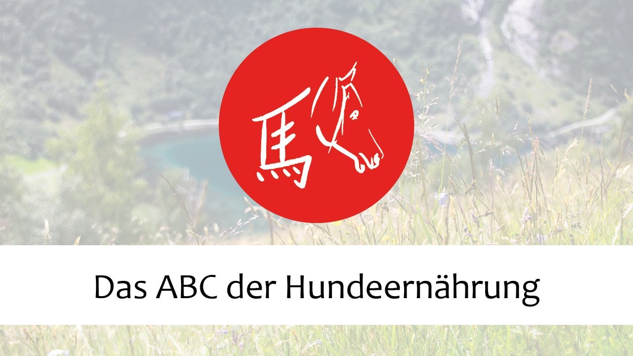 Das ABC der Hundeernährung - kostenloser Schnupperkurs