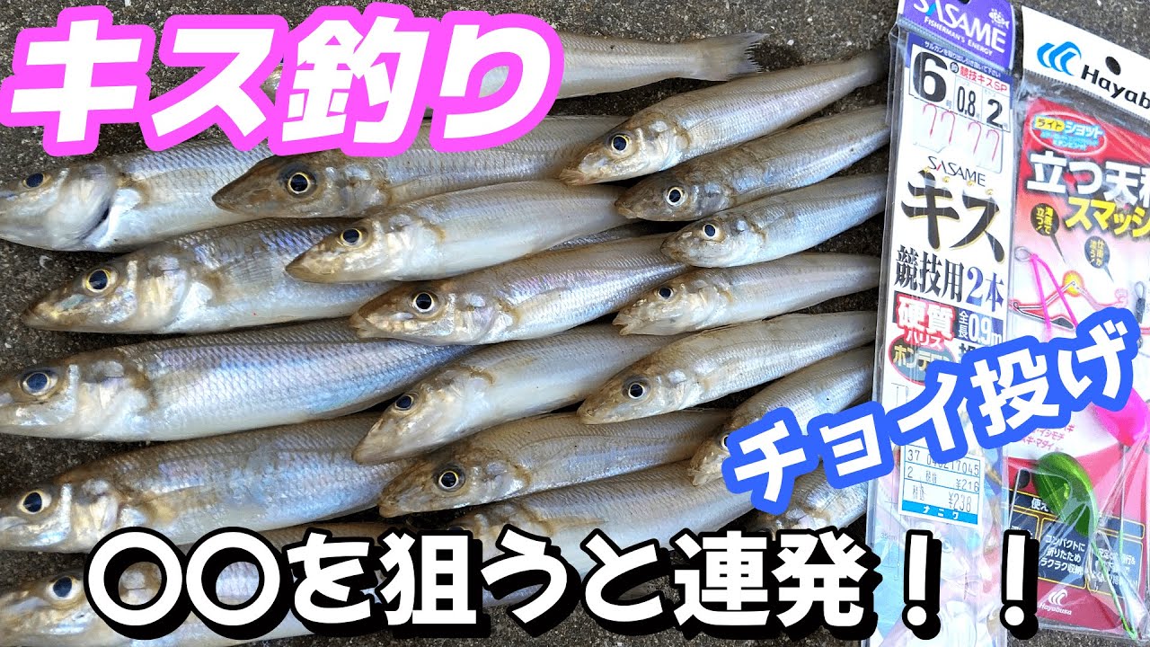 【キス釣り】入れ食いポイント発見！チョイ投げでキスが連発しました