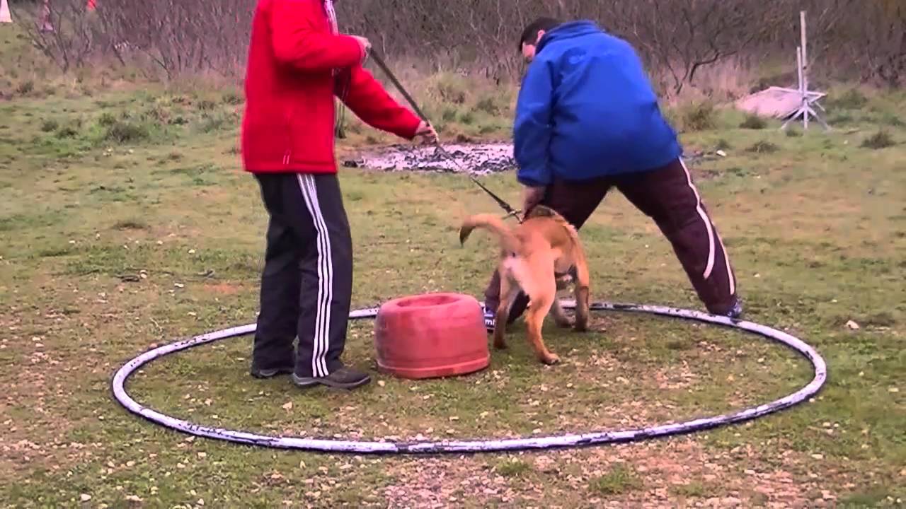 CHIOT MALINOIS 4 MOIS GARDE D'OBJET