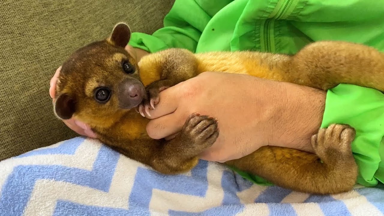 まるで生きたテディベア！甘えん坊のキンカジューの赤ちゃんが可愛過ぎた・・・