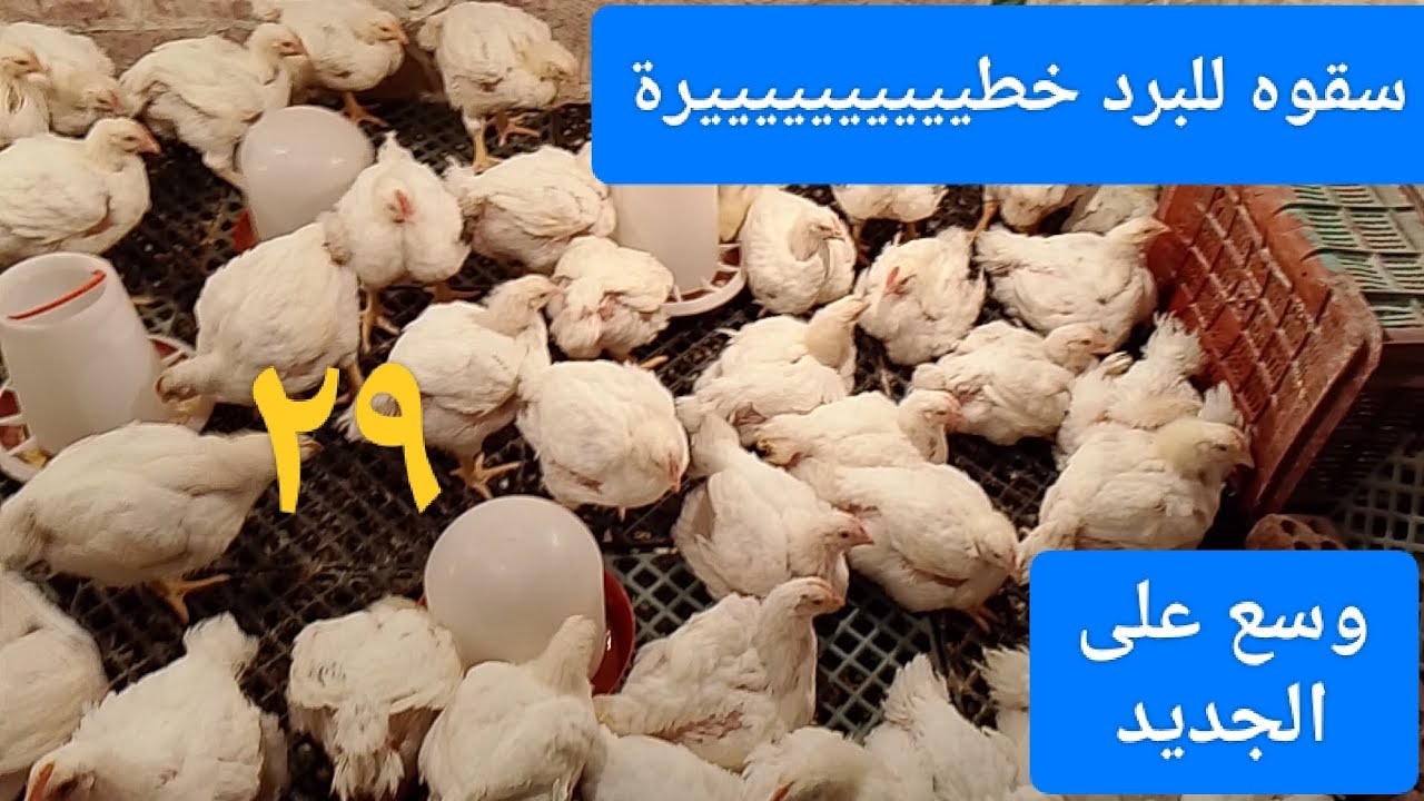 وسع وسع خلاص الحمدلله البرد راح # سقوه للبرد خطيييييييييره # اعشاب لا غنا عنها علي العلف#حمام الفراخ