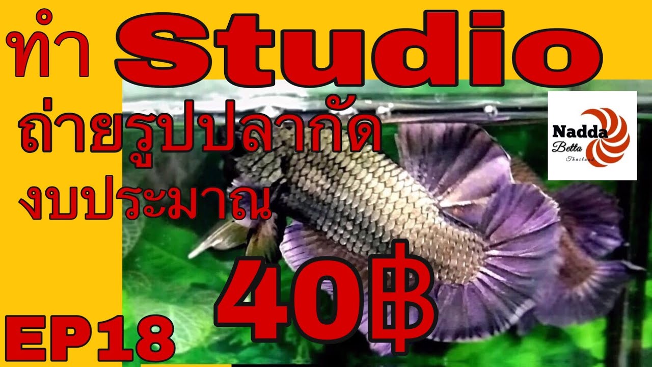 ทำสตูดิโอถ่ายรูปปลากัด ด้วยงบประมาณเพียง 40 บาท