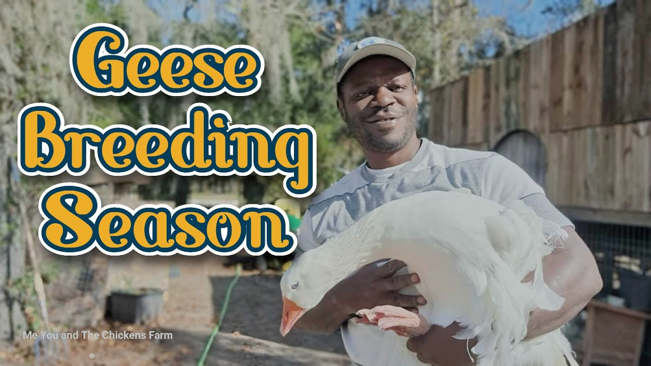 Geese Breeding Season On The Homestead