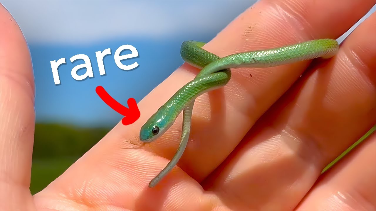 48hrs Finding VIBRANT Reptiles