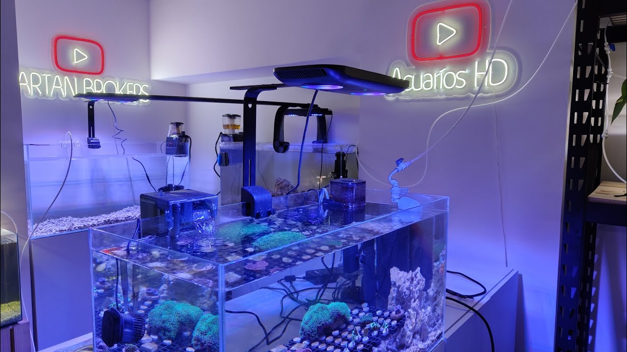 🐟 Un CORALERO de Acroporas y otro de montiporas . Paso a paso. ¿ Te lo vas a perder ?