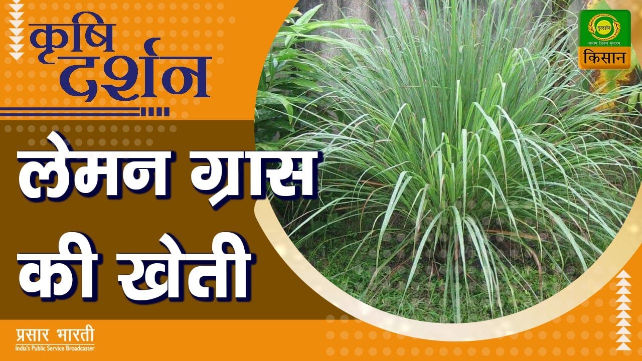 कृषि दर्शन : लेमन ग्रास की खेती