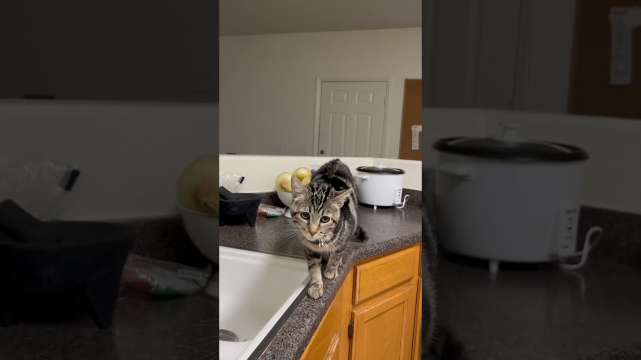 #cat #familyvlog