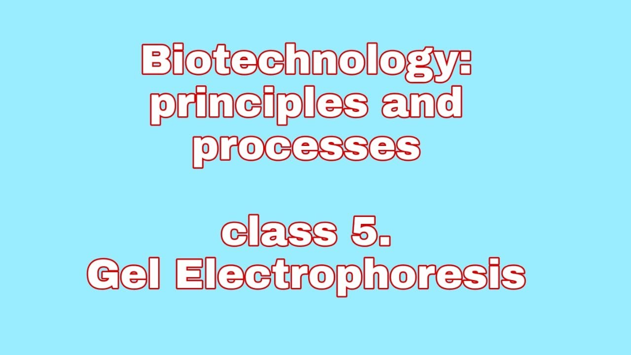 Gel electrophoresis for DNA separation and isolation of gene of interest