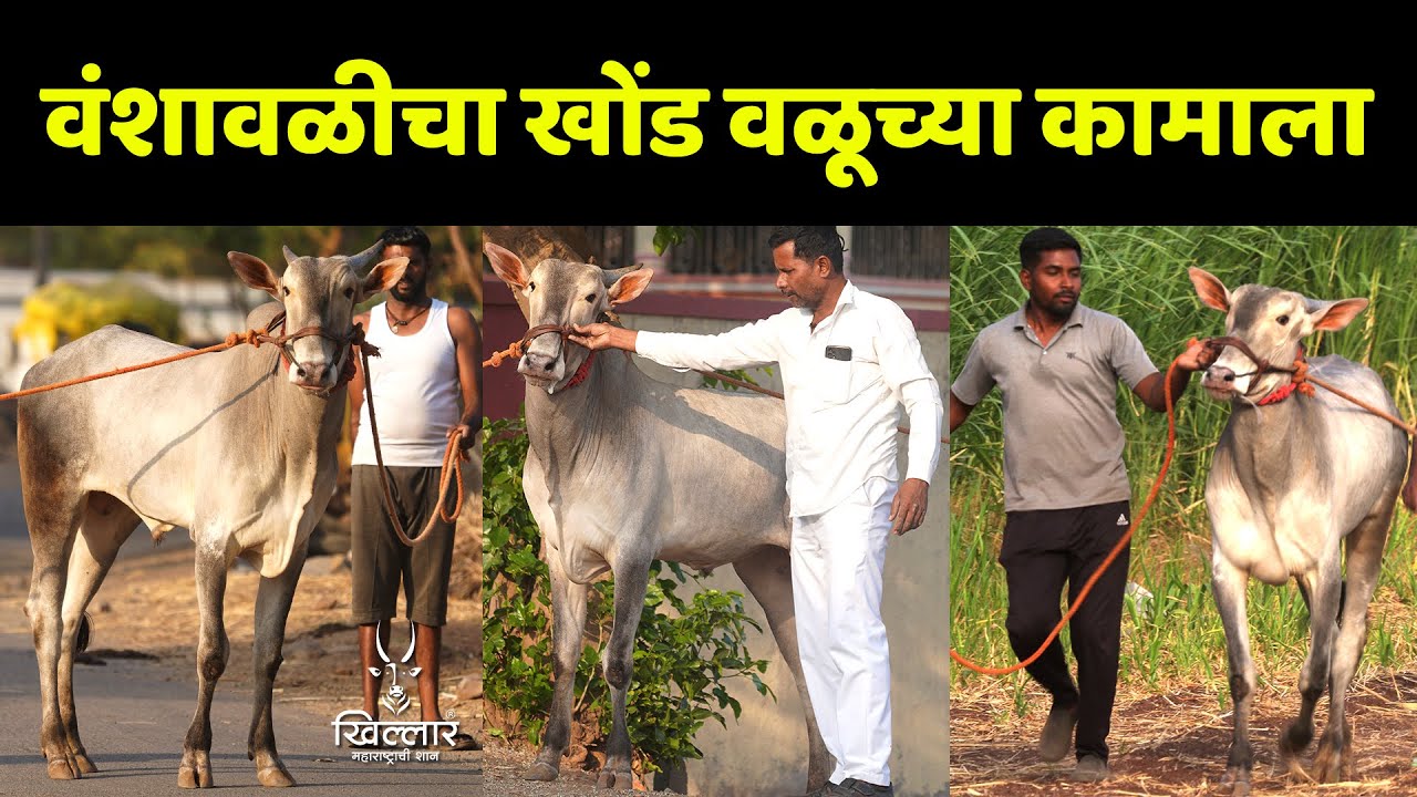 घरच्या ४० गाईसाठी वळूच्या कामाला घेतला जातिवंत कोसा खोंड | Khillar Maharashtrachi Shaan 2025