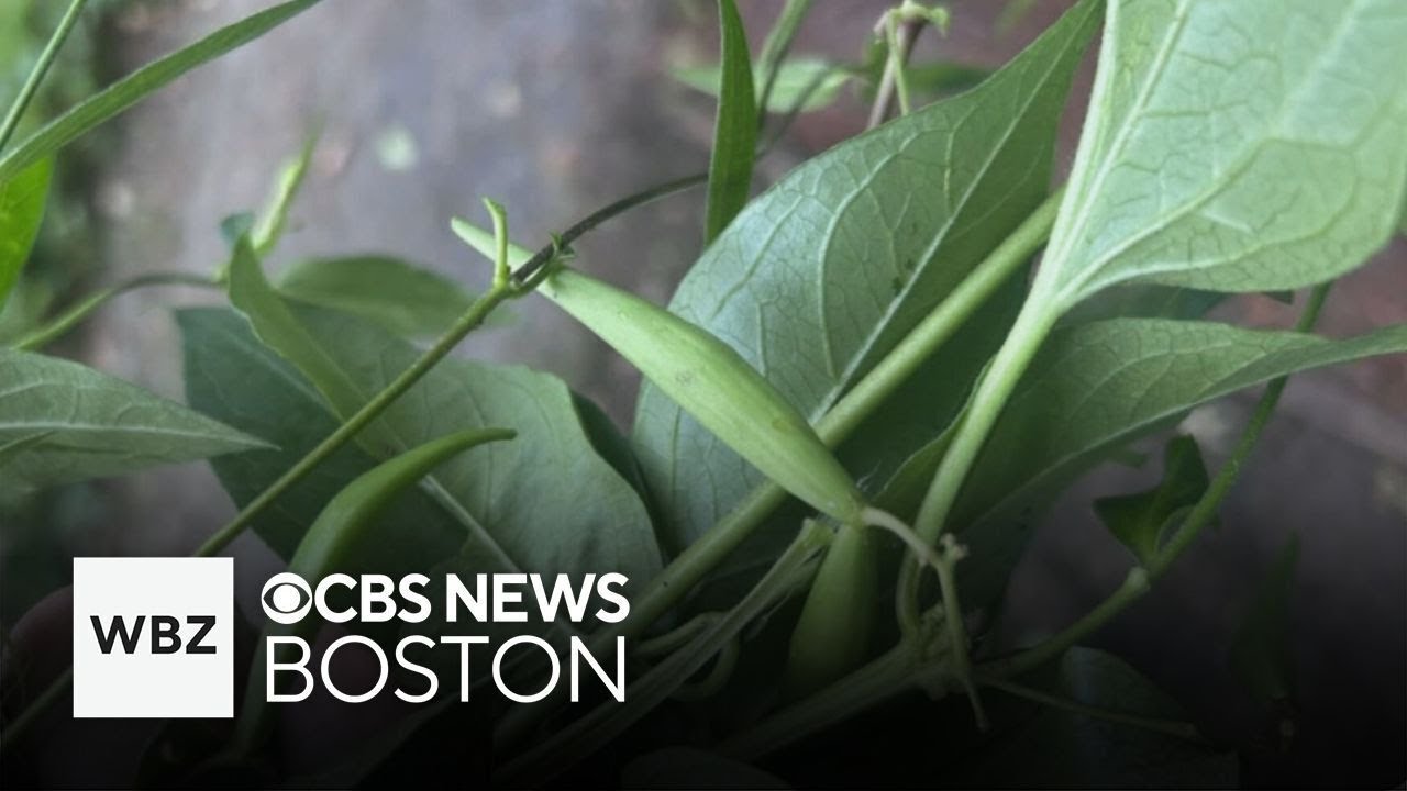 Invasive vine popping up in Greater Boston is threatening monarch butterflies