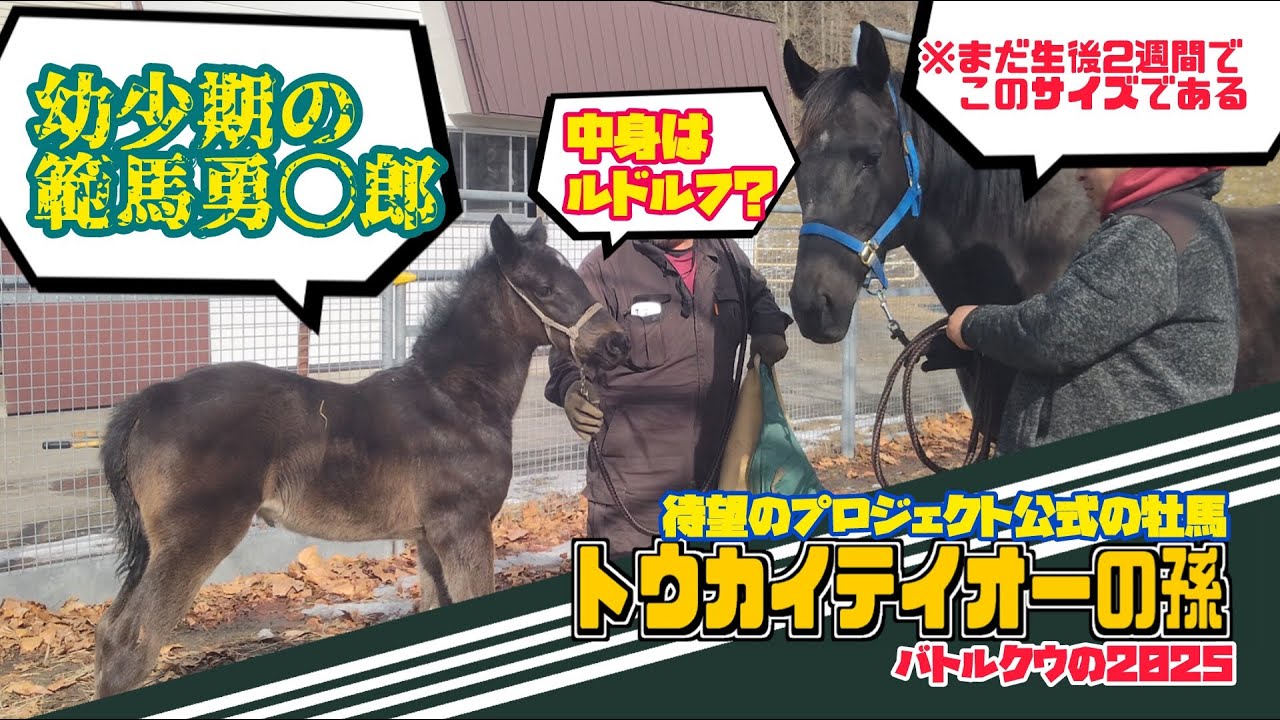 【幼少期の範馬勇次郎？】クワイトファインプロジェクト公式待望の牡馬バトルクウの2025が皇帝様すぎた