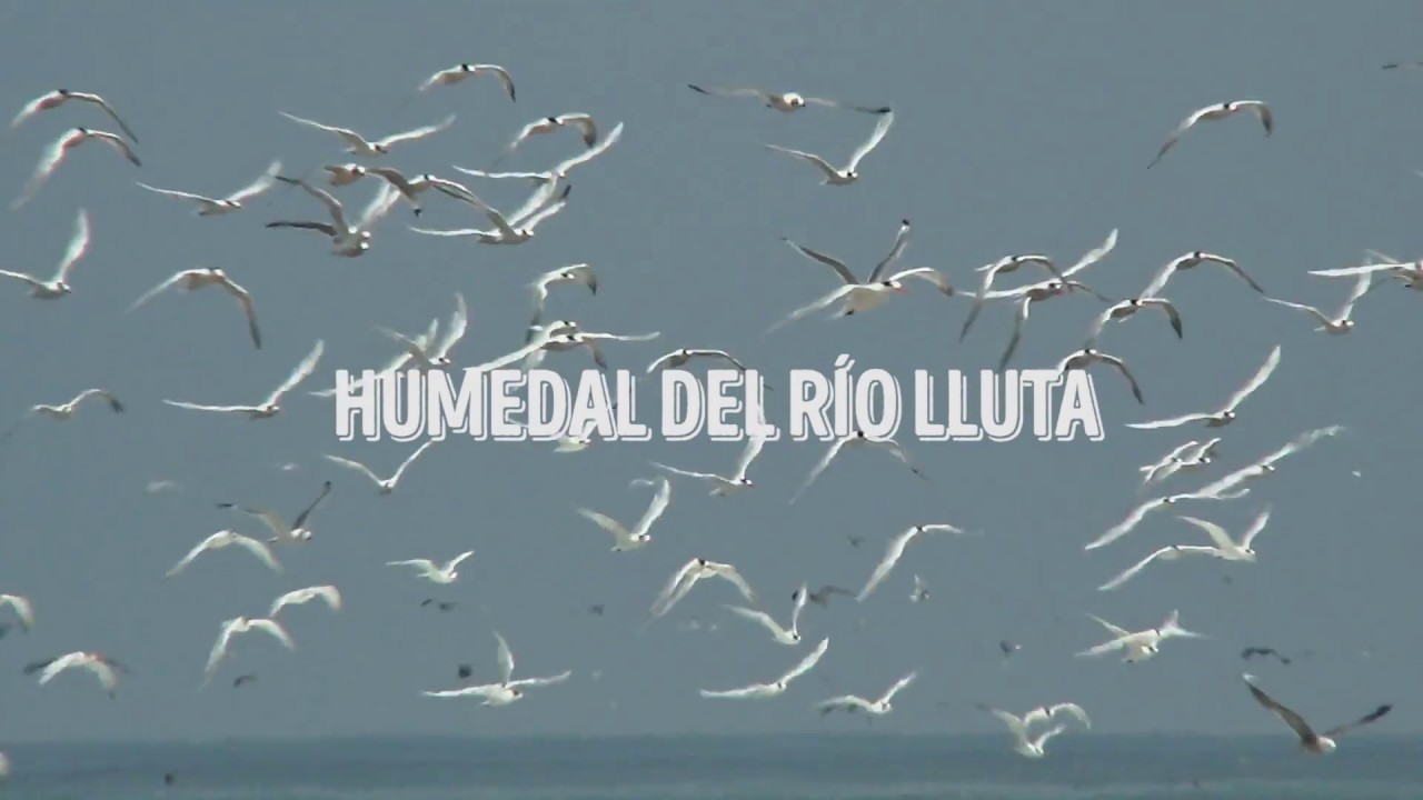 Humedal del r&iacute;o Lluta