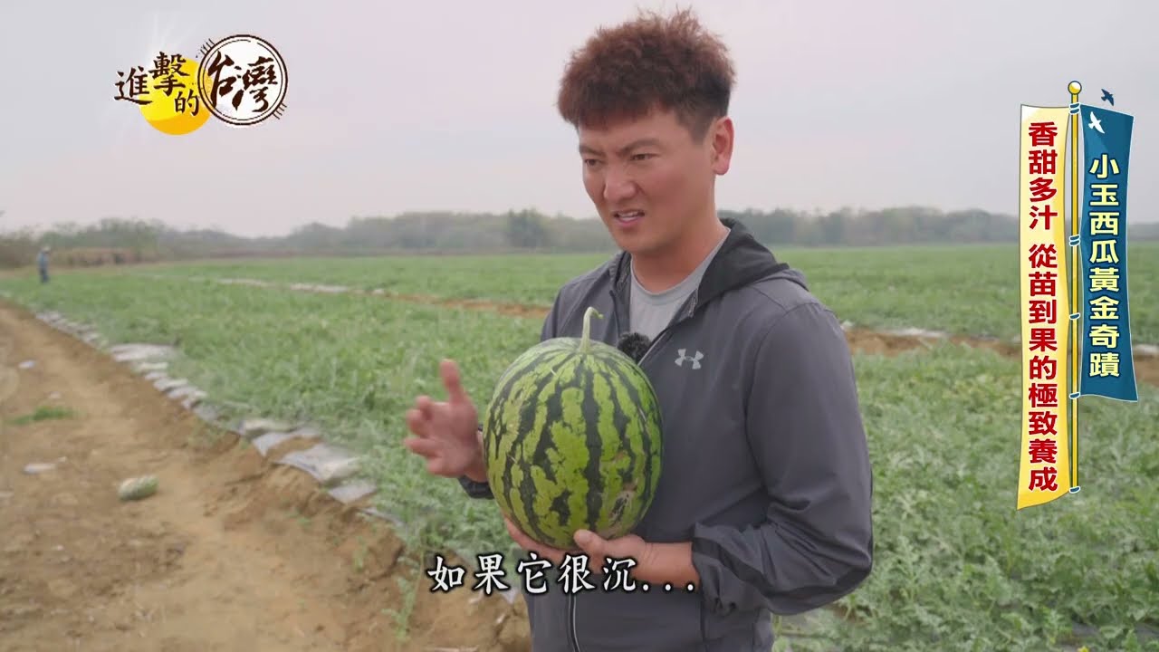 【進擊的台灣】全聯小玉西瓜香甜多汁 職人守護黃金奇蹟