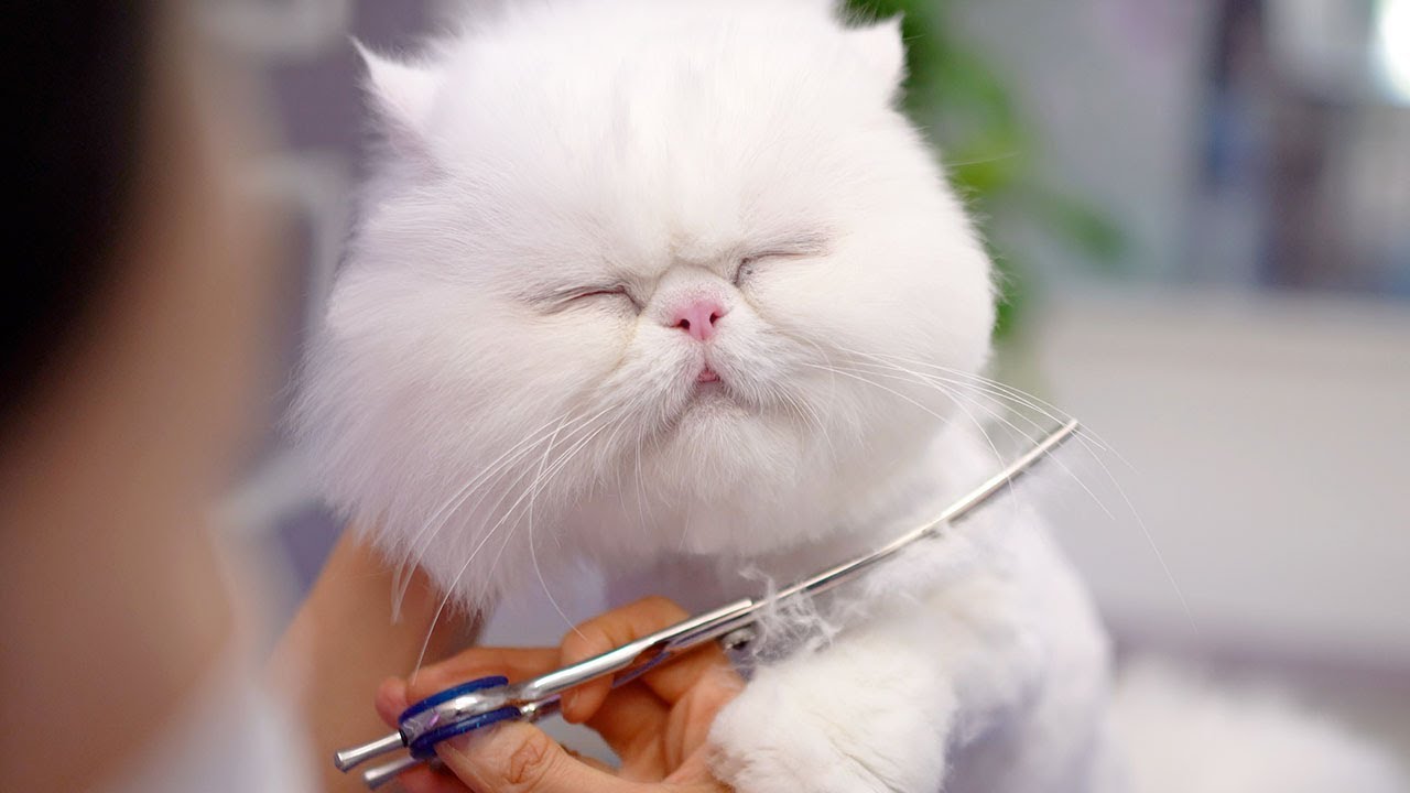 Как можно не любить этого милого кота? 😻🛁✂️❤️