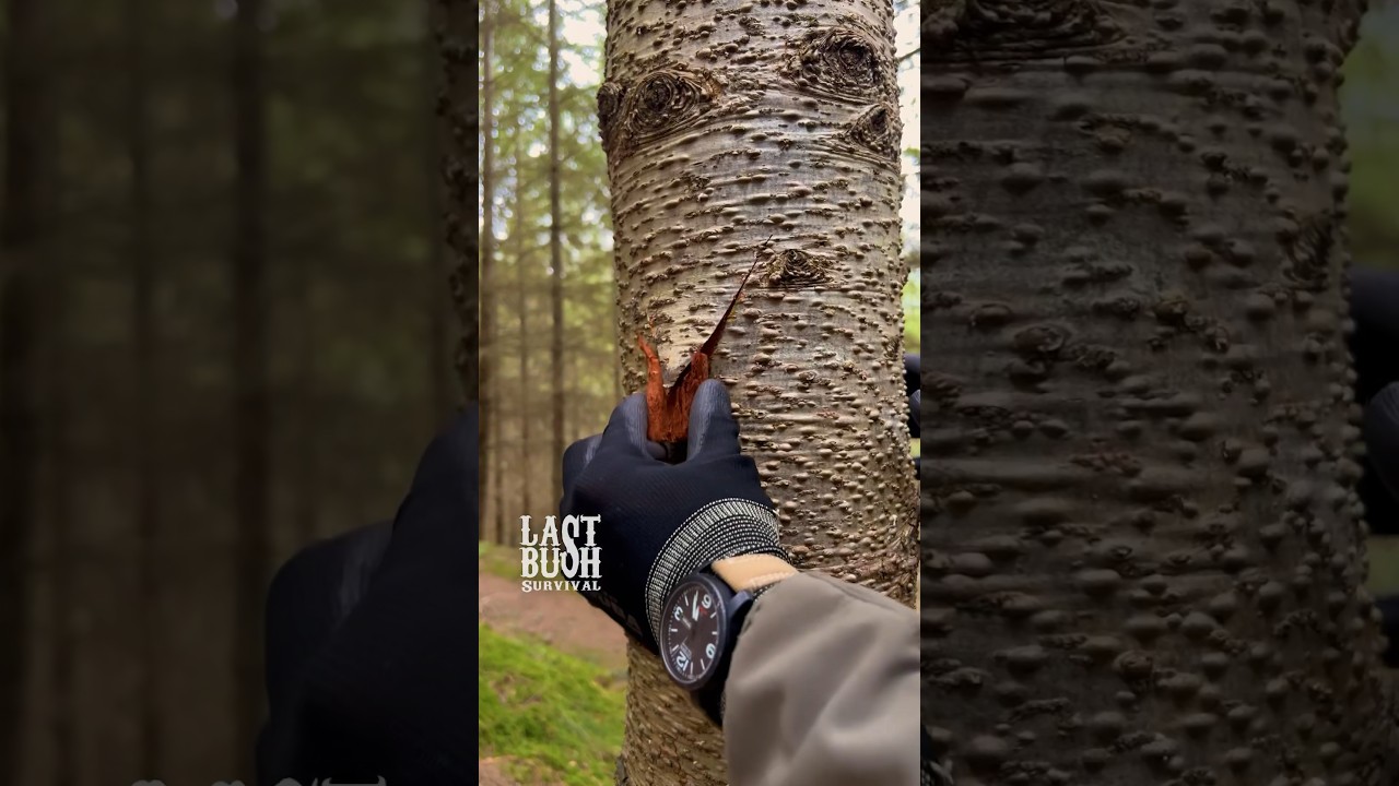3 Survival Tips & Tricks You Must Know #survival #bushcraft #camping #lifehacks