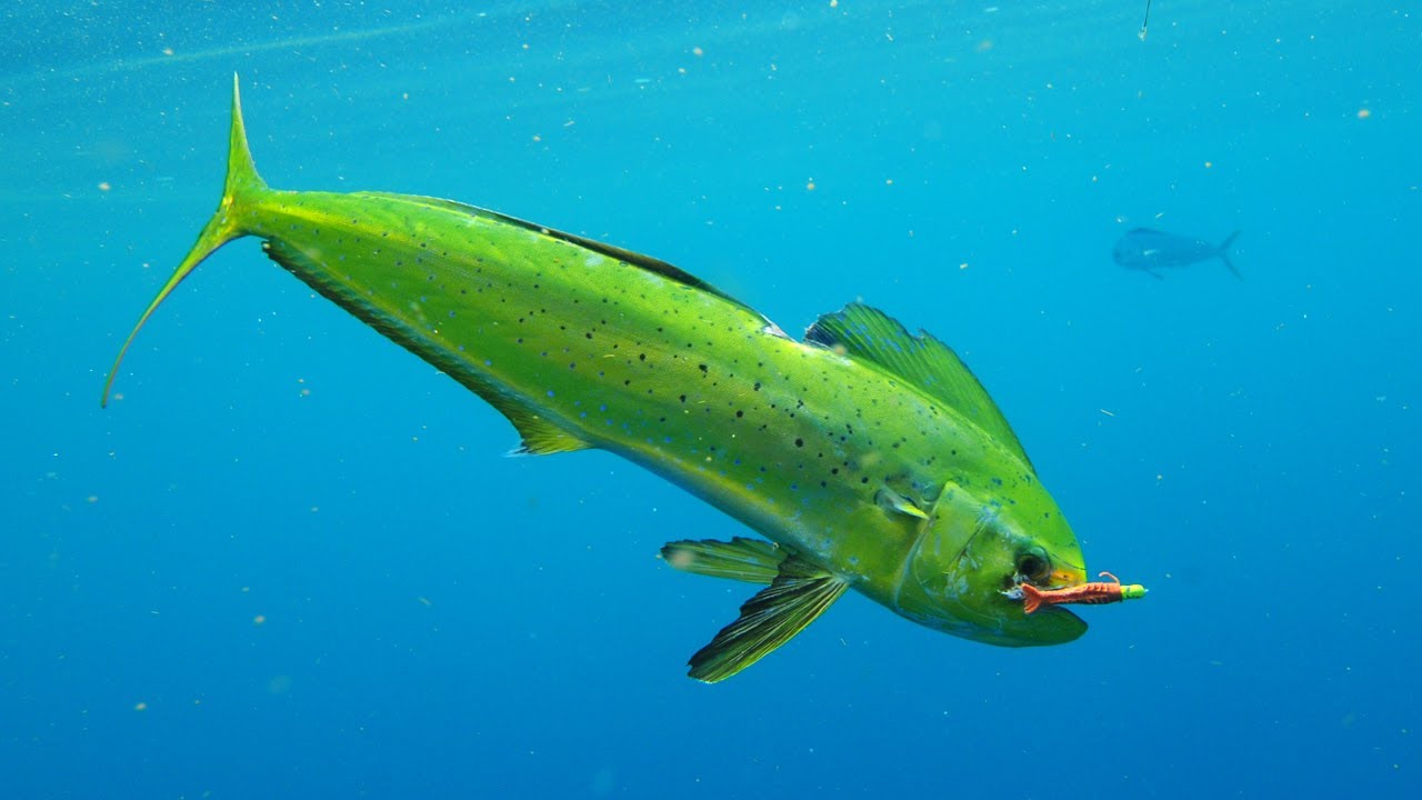 Saltwater Experience: 