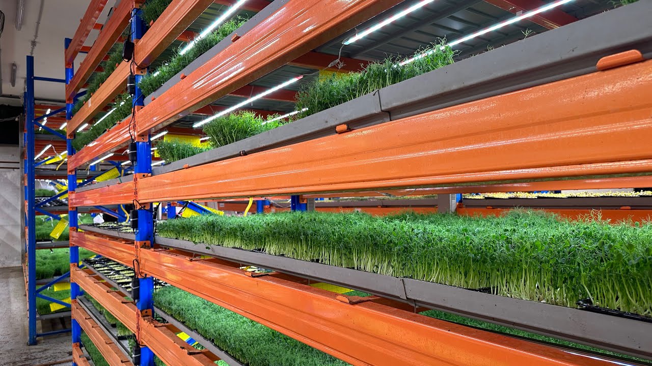 Vertical Farm | Walk Through Our Farm In Denmark 🇩🇰
